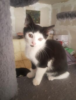 süsse Kätzchen, Kitten, Katzebabys sehr lieb - Bernburg (Saale)