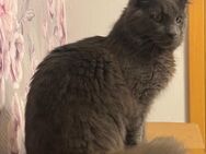 Maine coon Deckkater XXL - Essen