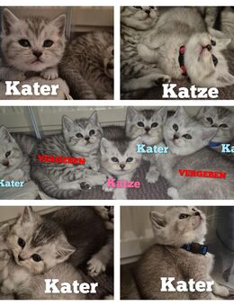 BKH Babys suchen ihr Für-Immer-Zuhause - Hamburg Hamburg-Mitte