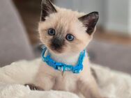 Siam kitten - Nordheim