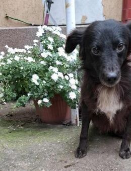 🖤 Blackie fröhlicher kleiner Mischlin - Kassel