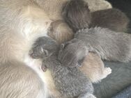 4 süße BKH Kitten suchen ab Mitte Juli ein neues zu Hause! - Halle (Saale)