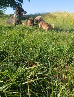 Hunde welpe shar pei mix - Altensteig Zentrum