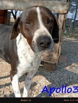 Apollo3 ausgeglichen & freundlich 2/20GR - Ruppertsecken