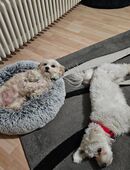 Havaneser + Malteser Mix suchen ein neues Zuhause in 33129