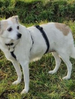 Zauberhafte Omi Finni - Berlin