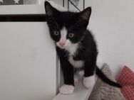 Klassischer schwar-weißer Kater sucht ein neues Zuhause - Westerstede Zentrum