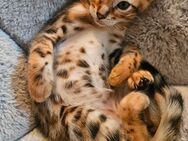 Wunderschöne,reinrassige Bengalkitte mit Premiumzeichnung,mit Stammbaum - Barmstedt