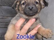 ZOOKIE ❤ sucht Zuhause oder Pflegestelle - Langenhagen