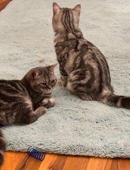 BKH sucht neues Zuhause ! 7 Monate alt, gechipt, geimpft, sterilisiert. - Iserlohn