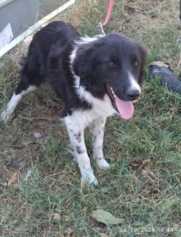 ❤️ Liebevolle Luna sucht Geborgenheit ❤️ - Eislingen (Fils)