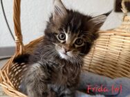 Maine Coon kätzchen - Radevormwald (Stadt auf der Höhe)