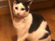 Mima zur Adoption sucht liebevolles, ruhiges Zuhause ❤️ - Steinenbronn