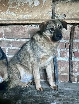 2 jährige Lia - Weyhe