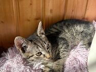 Baby Katze und Kater - Wuppertal