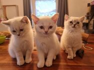 3 BKH Jungs suchen noch ihre Dosenöffner - Südliches Anhalt Libehna