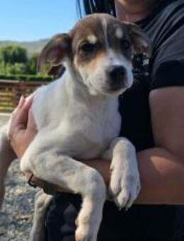 Hundekind Piri sucht ihren Heimathafen - München