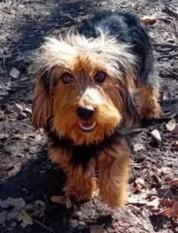 Karesz möchte endlich ankommen - Olsberg