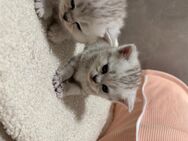 Süße BKH-Babykatzen abzugeben Reservierung möglich! - Mönchengladbach