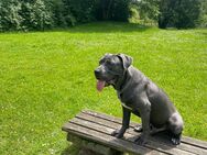 Cane Corso abzugeben - Bielefeld