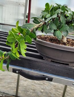Bonsai Ficus retousa mit Schale - Regenstauf