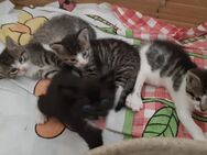 Kitten an Tierliebhaber abzugeben - Mockrehna