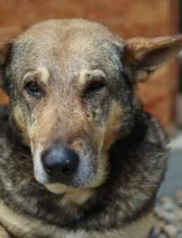 Schäferhund-Mischling Tango - München