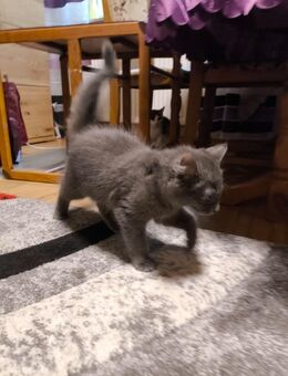 Britishkurzhaarmix Kater - Neunkirchen (Saarland)