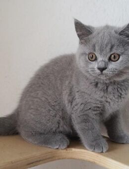 Britisch Kurzhaar Katerchen in blau - Limburgerhof