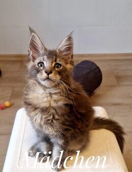Maine Coon Kitten - Binnen