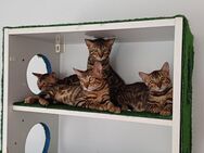 Reinrassige Bengal kitten vier Jungen und ein Mädchen. - Wetzlar