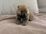 Pomchi Welpen - Meuselwitz