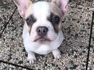 Französische Bulldogge sucht friedliches Zuhause - Mülheim (Ruhr)