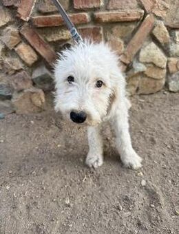 Traum Wasserhundwelpe Mael sucht# - Essen