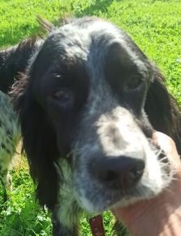 Setterjunge Charles sucht ein Zuhause - Tornesch