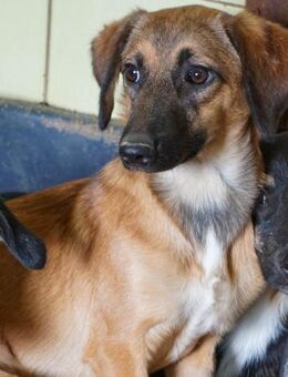 Alma sucht eher ruhigeres Zuhause - Schwabach