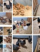 Geflügelverkauf ab Hof heute und morgen Hühner Enten Zwerghühner Gänse Wachteln in 51580