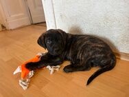 Presa Canario mix Welpen suchen noch - Zossen