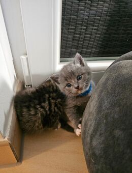 Britisch Kurzhaar Mix Kitten – bereit für ein liebevolles Zuhause ab dem 10.11.2025 - Winsen (Luhe)