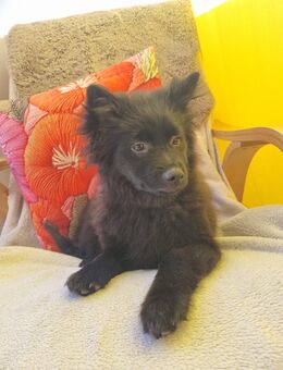 Bezaubernder Spitz - Stein Zentrum