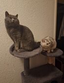 2 wunderschöne BKH Katzen in 78224