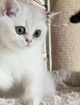 BKH-Kitten, kastriert, geimpft, gechipt mit Stammbaum - Nürnberg