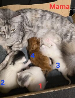 Süße Maine Coon Kitten zu verkaufen - Großenhain