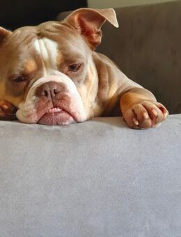 Old englisch Bulldogge mit ahnentafel - Kelkheim (Taunus)