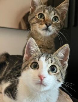 💙Zuckersüße Babykater Tommy & Timmy💚 - Eislingen (Fils)