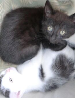 1 Katzenbaby abzugeben - Kater schwarz - Schwäbisch Gmünd