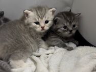 BKH / BLH Mix Kitten - Elsenfeld