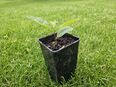 Esskastanie Setzlinge bekannt aus SWR Marone Baum LaCaTho Pflanzeesskastanie kaufen online bestellen preis versand garten pflege heimisch natur Blumenwiese in 74629
