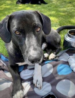 KIAN sucht sein Für-immer-Zuhause - Koblenz