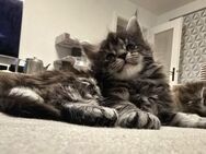 Maine Coon Kitten - Haar